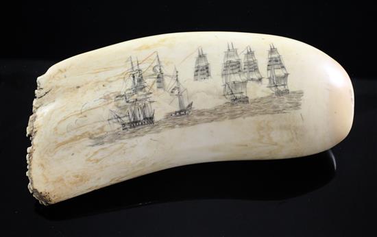 A scrimshaw whales tooth, 6.5in.